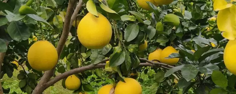 了解柚子促花保果方法的方法和重点？了解柚子促花保果方法要做好哪些细节？-会东网