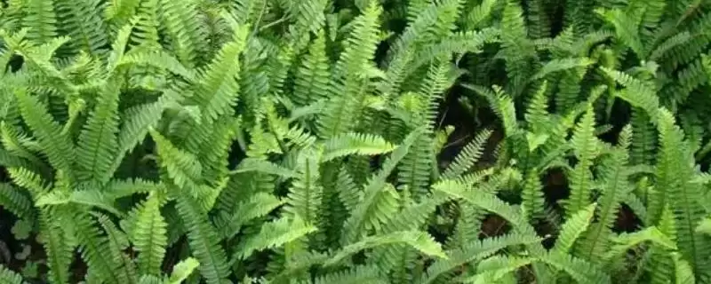 种植肾蕨的前景和要点？种植肾蕨需关注哪些市场发展要素？-会东网