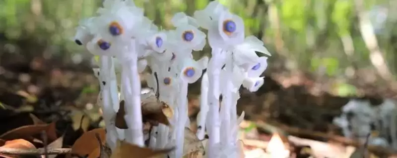 水晶兰的花语？了解水晶兰花语要探究哪些文化象征和寓意内涵？-会东网