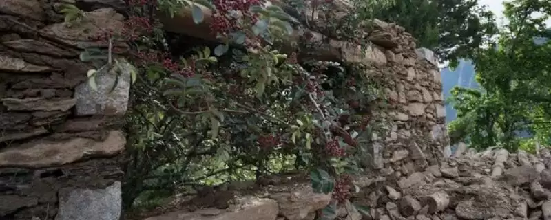 确定在庭院中用花椒树做围墙间距的方法和重点？确定在庭院中用花椒树做围墙间距要做好哪些细节？-会东网