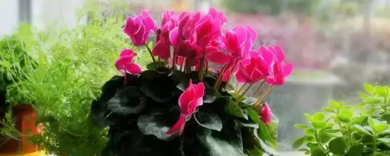 仙客来不开花的原因和要点？分析仙客来不开花原因需关注哪些方面？-会东网