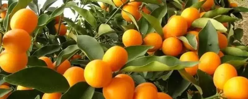 金桔种植的注意事项 ,金桔从播种到结果要注意啥-会东网
