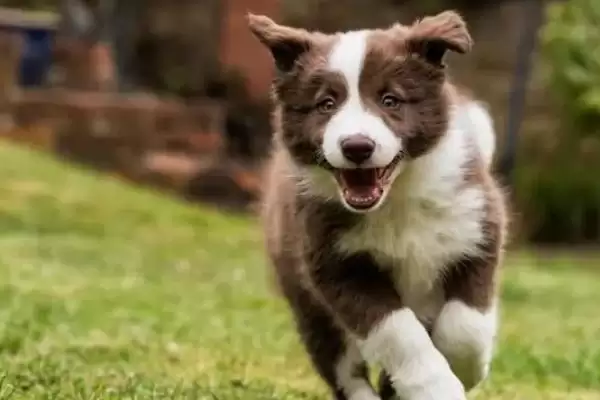 图片[3]-饲养边境牧羊犬的要点？饲养边境牧羊犬要掌握哪些关键的喂养和训练要点？-会东网
