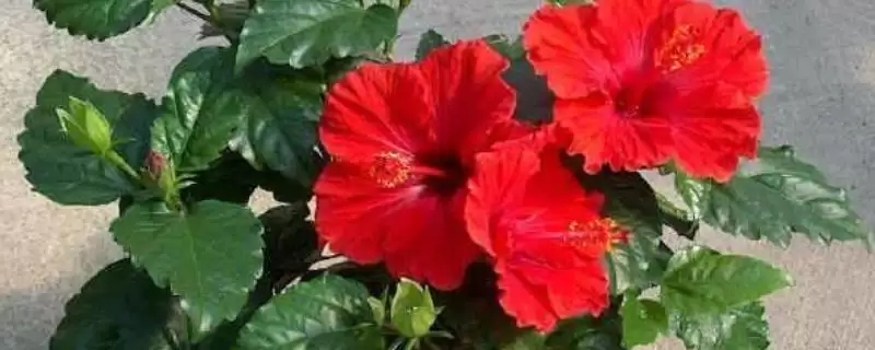 如何让朱槿花过冬？养护朱槿花过冬要采取哪些有效的保暖措施？-会东网