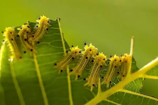 图片[3]-什么是洋辣子？了解洋辣子要知晓哪些关键的生物特性和危害方式？-会东网