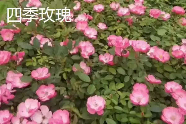 图片[2]-四季玫瑰和月季的区别？区分四季玫瑰和月季要关注哪些关键的形态和花期差异？-会东网