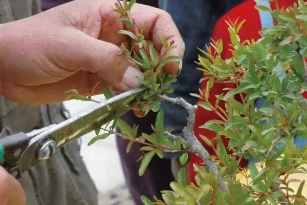 图片[6]-石榴花的开放时间？了解石榴花开放时间要关注哪些花期相关信息？-会东网