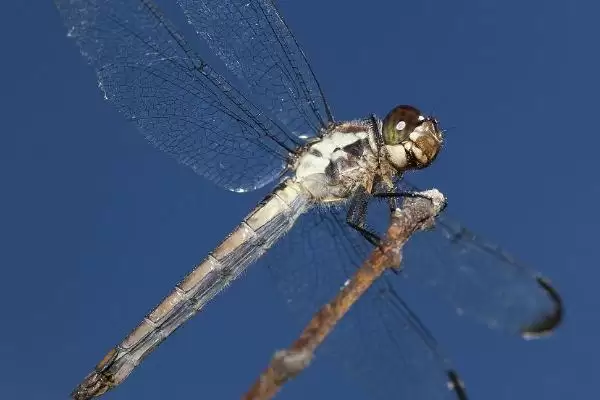 动物界的“眼王”:蜻蜓拥有超多眼睛的神奇秘密插图5 动物界的“眼王”:蜻蜓拥有超多眼睛的神奇秘密插图5