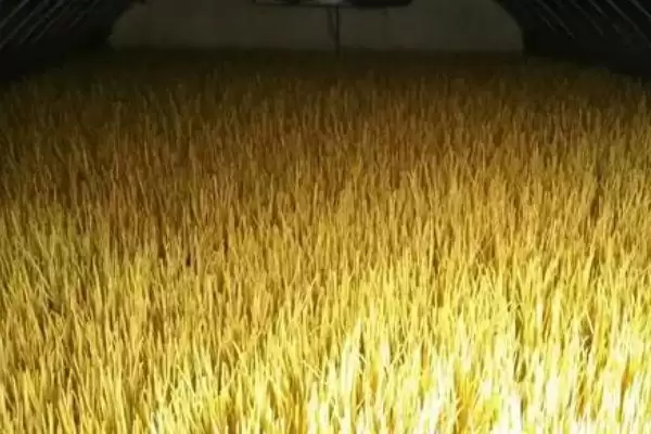 图片[5]-蒜黄的种植方法？种植蒜黄要遵循哪些科学的种植步骤和管理要点？-会东网