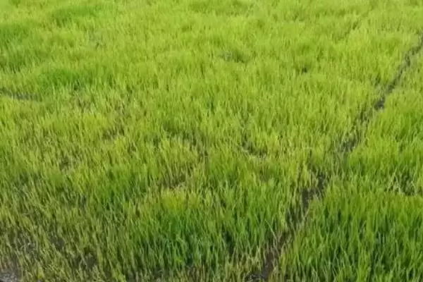 图片[4]-水稻立枯病的防治方法？防治水稻立枯病要采取哪些有效的防治措施？-会东网