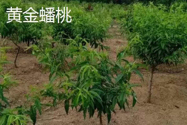 图片[10]-桃树苗品种优选：秋彤桃为何是国内最好的品种？-会东网