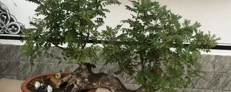 修剪清香木的方法和重点？修剪清香木要做好哪些细节？-会东网