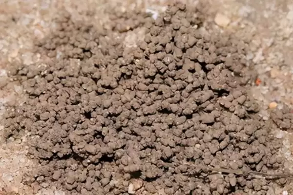 图片[2]-蚯蚓粪的作用及用途详解：改土培肥等多种价值-会东网