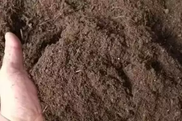 图片[6]-龙眼的种植技术要点 ,龙眼种植控冬梢为何不宜过度？-会东网
