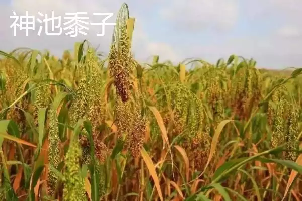 图片[9]-山西省浑源县的特产？认识山西省浑源县特产要探究哪些特色物产？-会东网