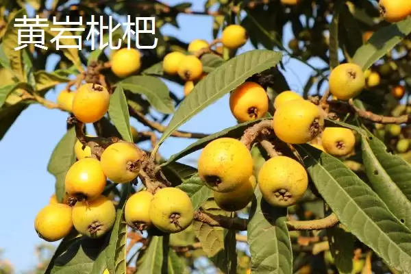 图片[8]-认识浙江台州特产的方法和重点？认识浙江台州特产要做好哪些细节？-会东网