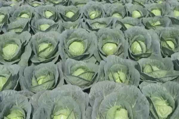 图片[4]-起垄栽培对甘蓝的好处解析：提高光照和增加土壤通透性-会东网
