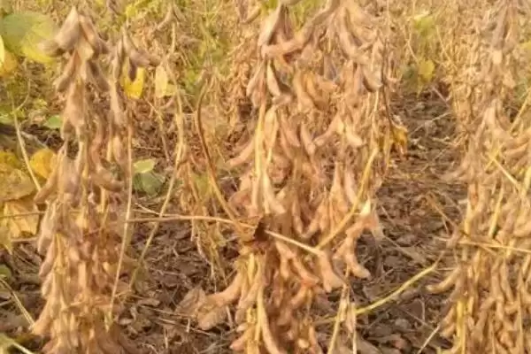 图片[4]-了解有机大豆生育期的方法和重点？了解有机大豆生育期要做好哪些细节？-会东网