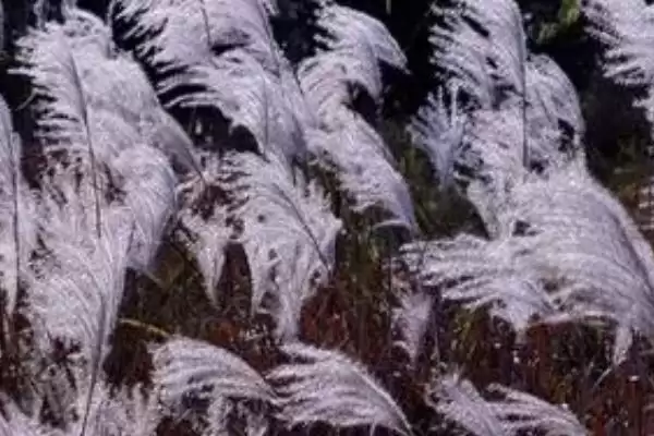 图片[2]-芦苇是什么样的植物 ,芦苇属于什么类型的植物-会东网