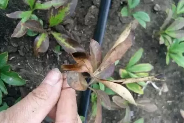图片[7]-万寿菊的种植方法？种植万寿菊要遵循哪些科学的种植步骤和管理要点？-会东网