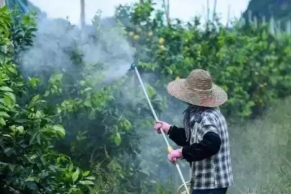 图片[2]-使用联苯菊酯的安全间隔期？了解使用联苯菊酯安全间隔期要注意什么？-会东网