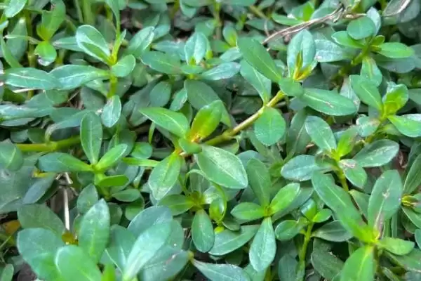 图片[2]-马齿苋有哪些特征 ,马齿苋的茎和叶片是什么样-会东网