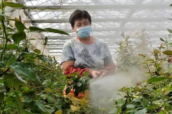 图片[4]-探寻养花叶子发黄原因的方法和重点？探寻养花叶子发黄原因要做好哪些细节？-会东网