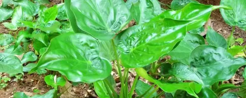 尖尾芋的种植要点 ,种植尖尾芋有哪些关键要点-会东网