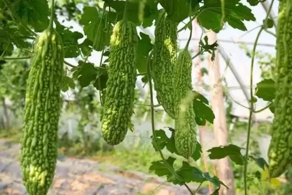 图片[3]-无土栽培蔬菜的种类和要点？了解无土栽培蔬菜需关注哪些品种？-会东网