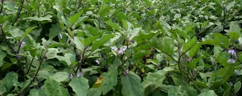 越夏茄子追肥的方法和重点?越夏茄子追肥要做好哪些细节?-会东网
