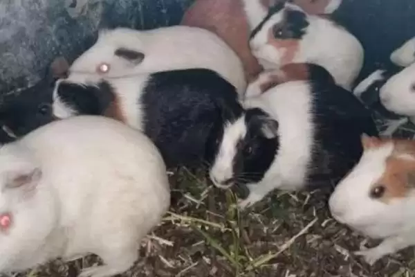 图片[3]-豚鼠养殖注意事项？养殖豚鼠要遵循哪些重要的养殖环境、饮食和疾病预防要点？-会东网