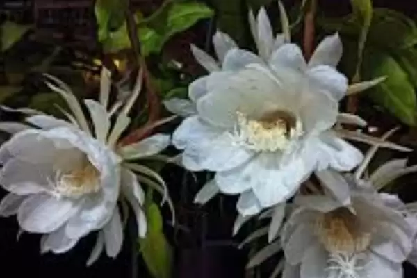 图片[6]-昙花一年开多少次？了解昙花一年开花次数要探究哪些花期规律和养护要点？-会东网