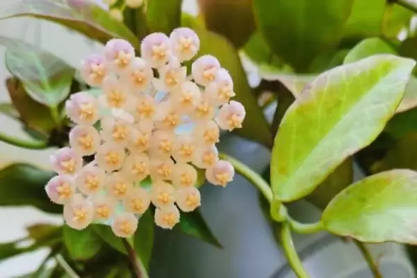 图片[2]-苏奈球兰的味道好不好闻？了解苏奈球兰味道要考虑哪些花香特性和个人喜好因素？-会东网