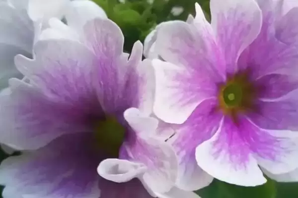 图片[3]-四季樱草盆栽养殖方法？盆栽养殖四季樱草要掌握哪些关键的养护要点？-会东网