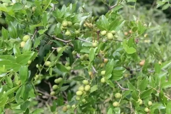 图片[5]-酸枣仁怎么种植？种植酸枣仁要遵循哪些科学的种植方法和步骤？-会东网