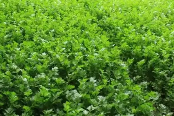 图片[4]-了解种芹菜适用土壤的方法和重点？了解种芹菜适用土壤要做好哪些细节？-会东网