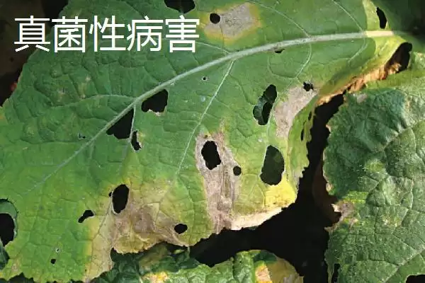 图片[6]-蔬菜如何补钙？给蔬菜补钙要掌握哪些合适的补钙方式和肥料选择？-会东网