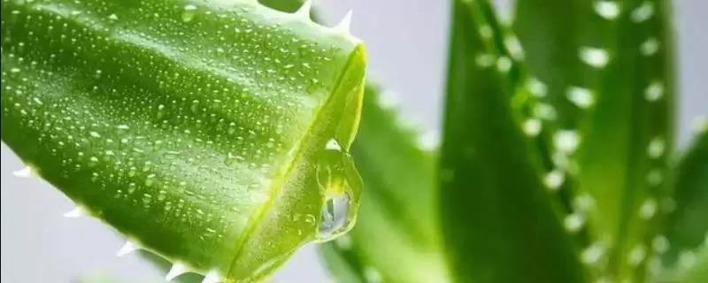 芦荟有哪些常见的种类 ,常见的芦荟种类有哪些-会东网