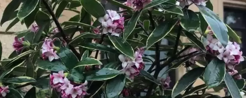 瑞香夏季的养殖方法?夏季养殖瑞香要掌握哪些关键的养殖要点?-会东网