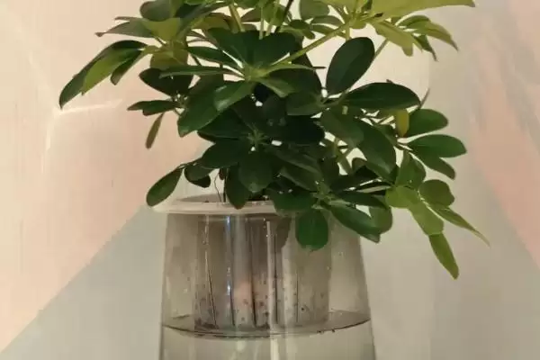 图片[4]-水培植物越冬技巧？帮助水培植物越冬要掌握哪些有效的保暖和养护技巧？-会东网