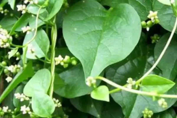图片[4]-藤三七的种植方法？种植藤三七要遵循哪些科学的种植步骤和管理要点？-会东网