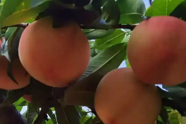 图片[4]-寿桃的寓意？了解寿桃寓意要探究哪些文化传统和象征意义内涵？-会东网