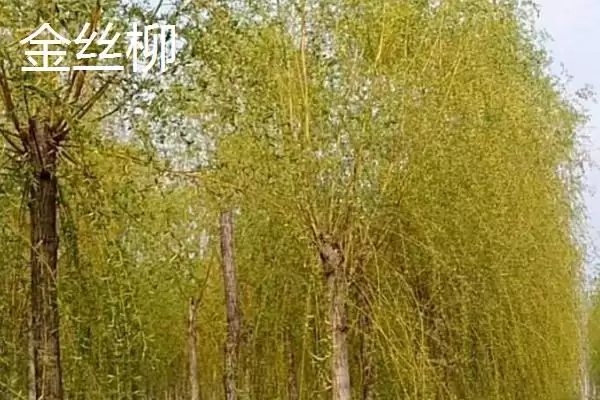 图片[3]-金丝柳的产地 ,金丝柳原产于哪些地区呢-会东网