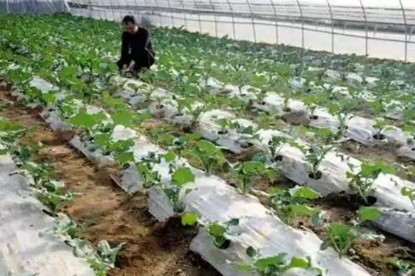 图片[4]-给大棚蔬菜施冲施肥料的方法和重点？给大棚蔬菜施冲施肥料要做好哪些细节？-会东网