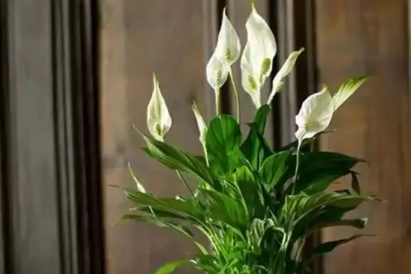 图片[9]-种植一帆风顺的方法和重点？种植一帆风顺要做好哪些细节？-会东网