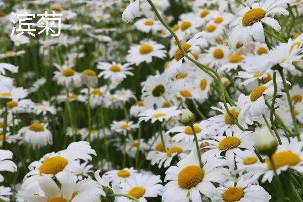 图片[4]-挑选品质好的小菊系菊花种子的方法和重点？挑选品质好的小菊系菊花种子要做好哪些细节？-会东网