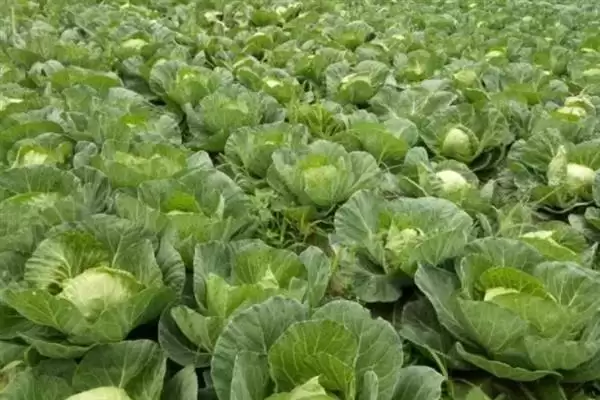 图片[4]-露天包菜的种植时间是什么时候 ,露天包菜何时适合播种-会东网