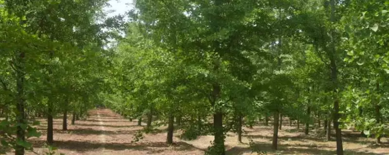 种植前景好的苗木种类和要点？种植苗木选种需关注哪些品种？-会东网