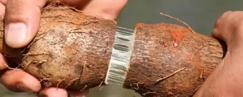 山药的黏液怎么才能去除？去除山药黏液要掌握哪些有效的处理方法？-会东网