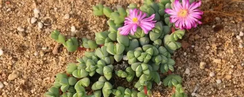 让碧玉莲爆盆的方法？养护碧玉莲促爆盆要掌握哪些科学的养护环境和管理方法？-会东网